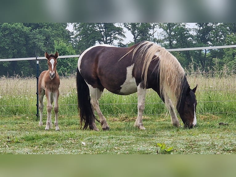 Mustang (canadian) Stallion  15,1 hh Brown in Maxsain