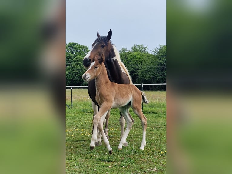 Mustang (canadian) Stallion  15,1 hh Brown in Maxsain