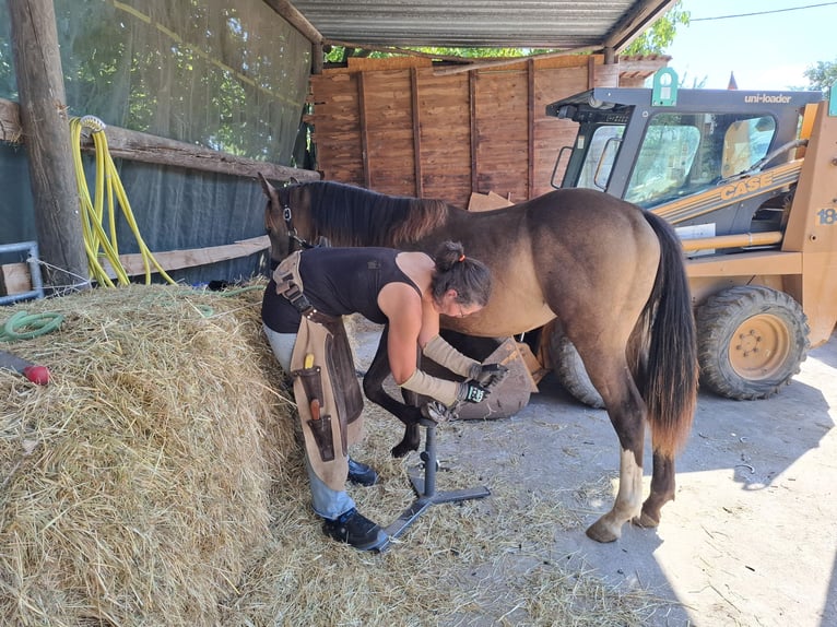 Mustang (canadien) Étalon 1 Année 150 cm Buckskin in Kupferzell