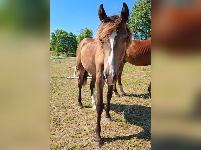 Mustang (canadien) Étalon 1 Année 150 cm Buckskin in Kupferzell