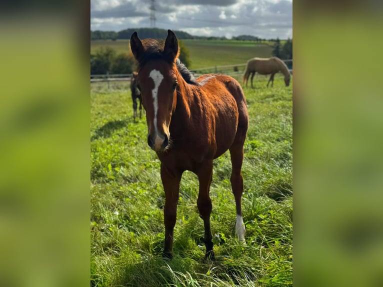 Mustang (canadien) Étalon 1 Année 154 cm Bai in Kupferzell
