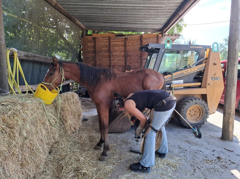 Mustang (canadien) Étalon 1 Année 154 cm Bai in Kupferzell