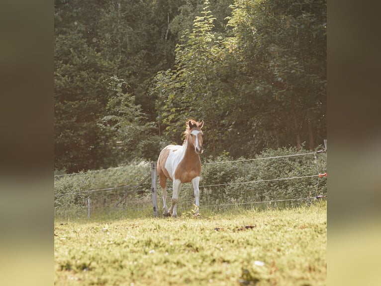 Mustang (canadien) Étalon 3 Ans 154 cm Pinto in Maxsain
