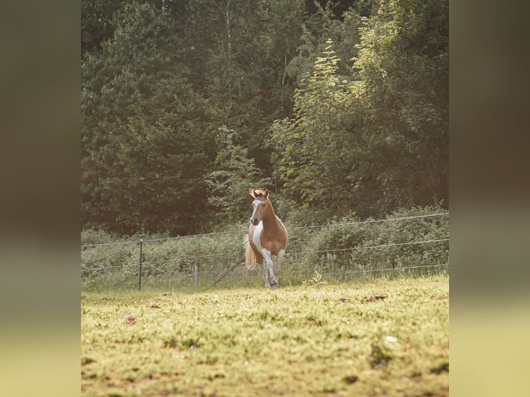 Mustang (canadien) Étalon 3 Ans 154 cm Pinto in Maxsain