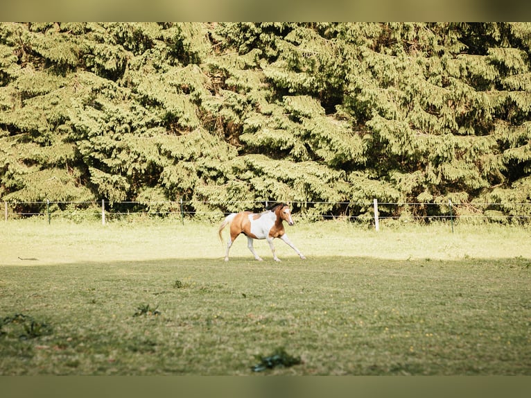 Mustang (canadien) Étalon 3 Ans 154 cm Pinto in Maxsain