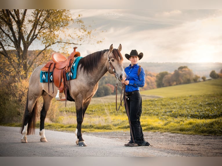 Mustang (canadien) Étalon Buckskin in Delligsen