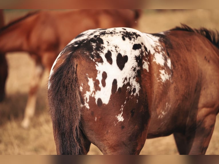 Mustang (canadien) Étalon Buckskin in Delligsen