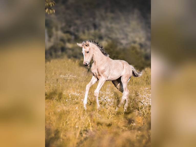 Mustang (canadien) Étalon Buckskin in Delligsen