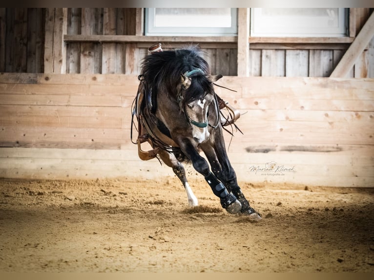 Mustang (canadien) Étalon Buckskin in Delligsen