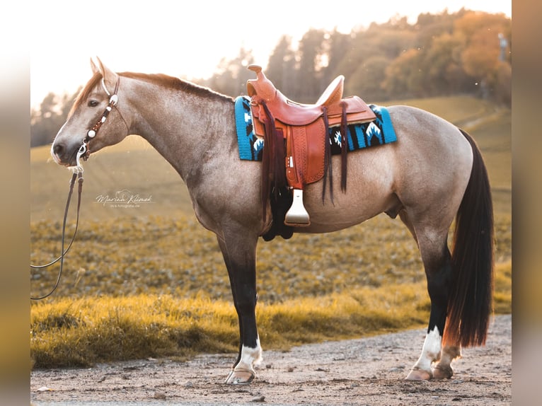 Mustang (canadien) Étalon Buckskin in Delligsen
