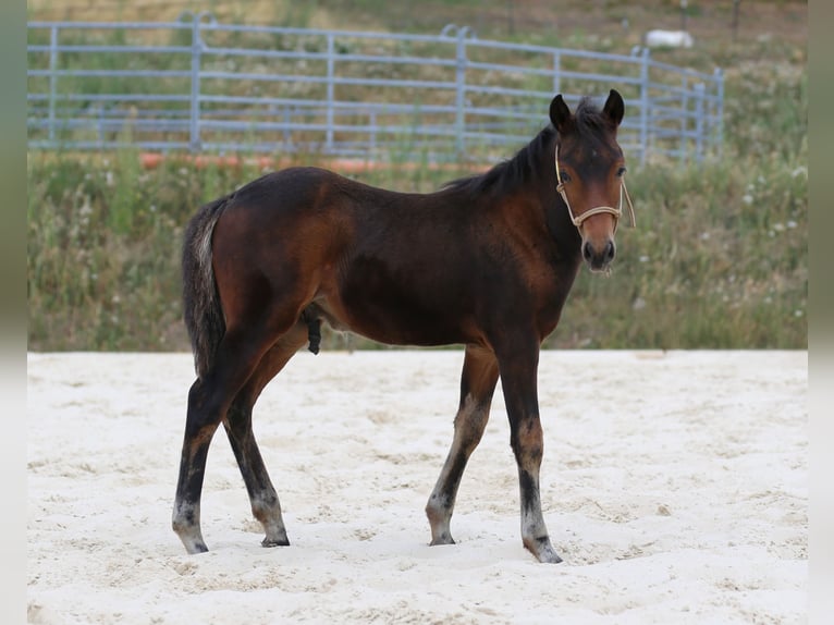 Mustang (canadien) Croisé Étalon Poulain (05/2026) 148 cm Bai in Zürich