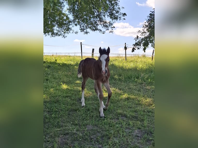 Mustang (canadien) Étalon Poulain (01/2026) 154 cm Bai in Kupferzell