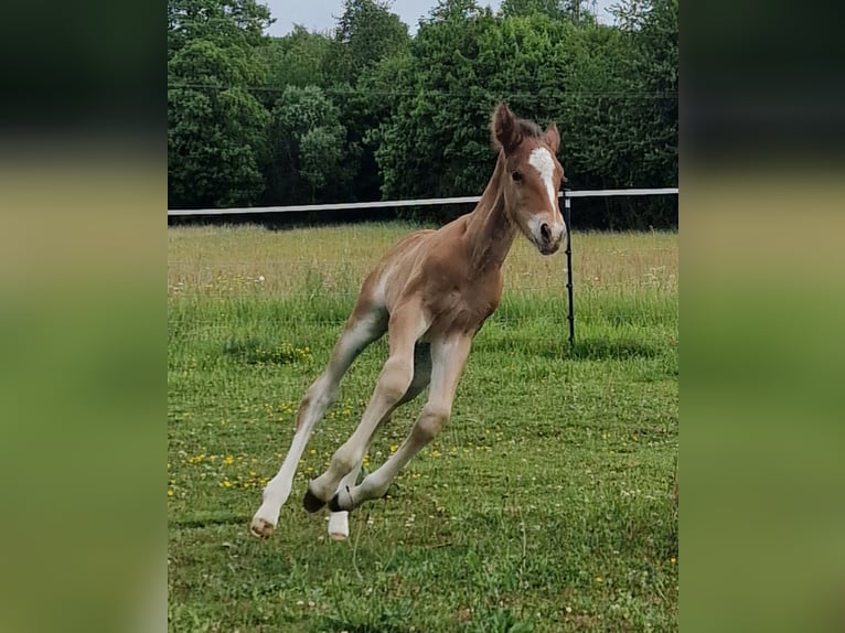 Mustang (canadien) Étalon  156 cm Bai in Maxsain