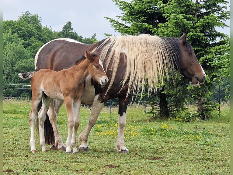 Mustang (canadien) Étalon  156 cm Bai in Maxsain