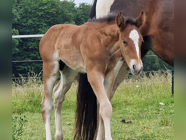 Mustang (canadien) Étalon  156 cm Bai in Maxsain