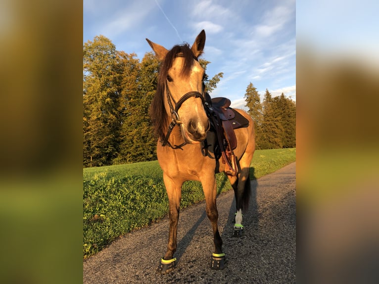Mustang (canadien) Jument 6 Ans 154 cm Buckskin in WeinfeldenWeinfelden