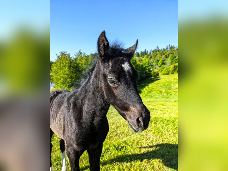 Mustang (canadien) Croisé Jument  148 cm Gris noir in Dachsberg