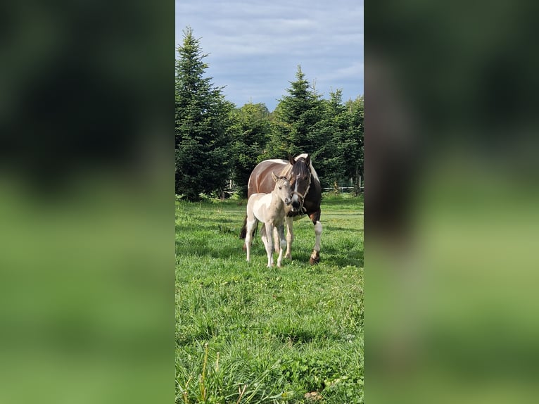 Mustang (canadien) Jument Poulain (05/2026) 153 cm Tobiano-toutes couleurs in Maxsain