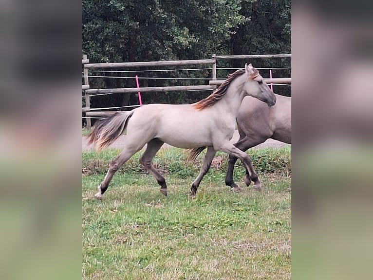 Mustang Étalon 1 Année 128 cm Grullo in Willstätt