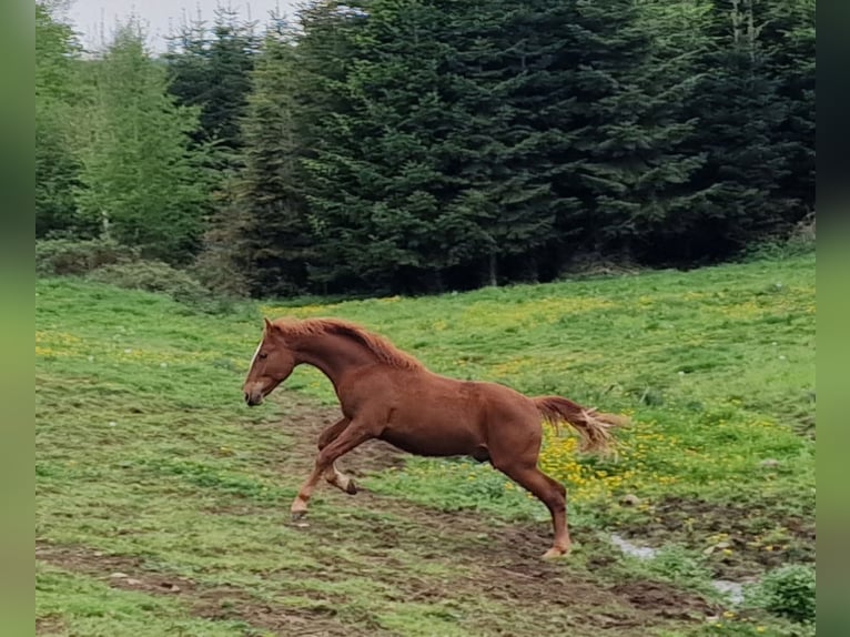 Mustang Étalon 1 Année 152 cm Alezan brûlé in Maxsain