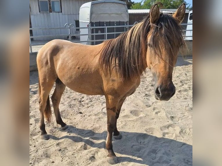 Mustang Étalon 2 Ans 158 cm Bai clair in Willstätt, Legelshurst Mustang Étalon 2 Ans 158 cm Bai clair in Willstätt, Legelshurst