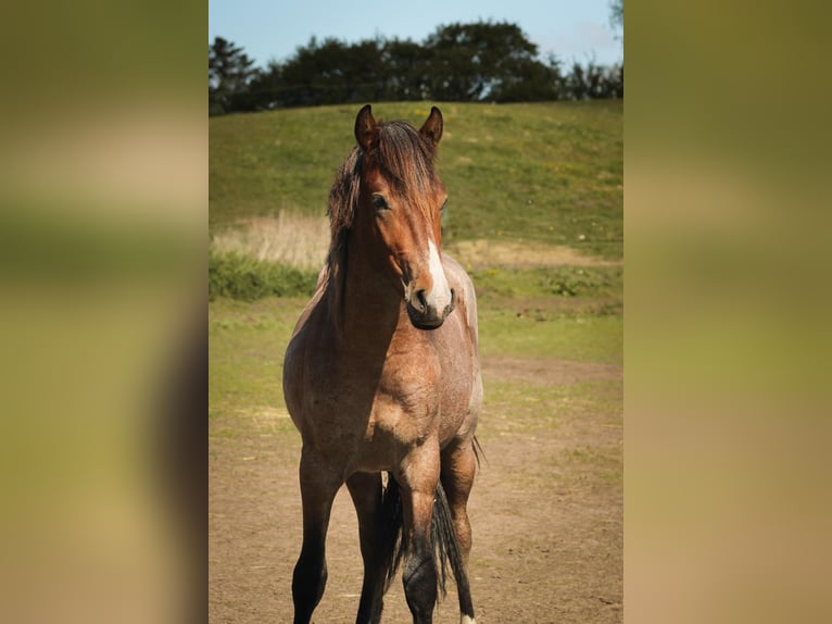 Mustang Étalon 3 Ans 150 cm Roan-Bay in Kalkar
