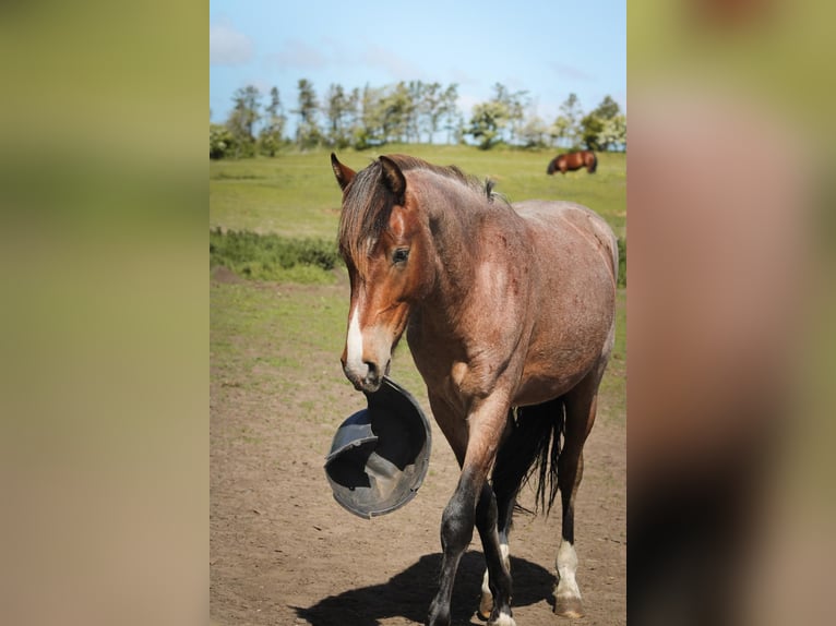 Mustang Étalon 3 Ans 160 cm Roan-Bay in Kalkar