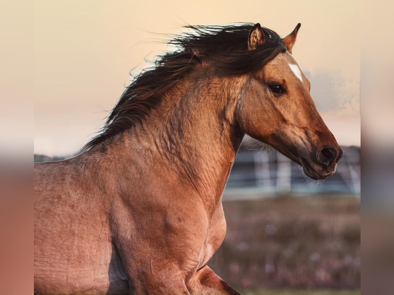 Mustang Étalon 7 Ans 149 cm Buckskin in Königsberg in Bayern