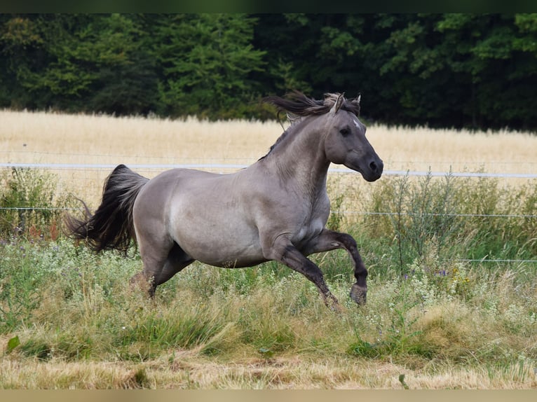 Mustang Étalon Grullo in Maxsain