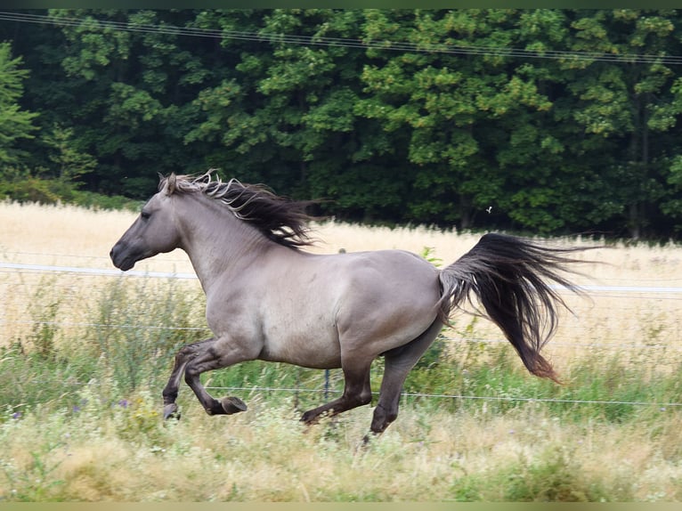 Mustang Étalon Grullo in Maxsain