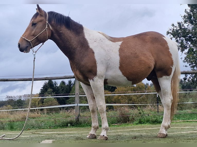 Mustang Étalon Tobiano-toutes couleurs in Zürbach