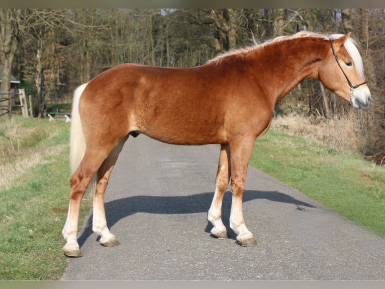 MUSTANG Haflinger Stallion in Arcen