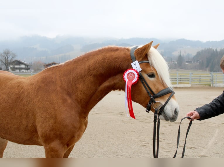 MUSTANG Haflinger Stallion in Arcen