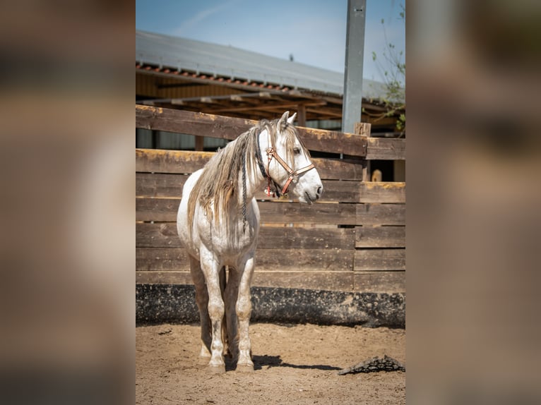 Mustang Hongre 10 Ans 144 cm Gris in Heinzenbach