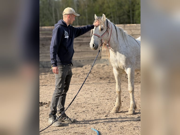 Mustang Hongre 10 Ans 144 cm Gris in Heinzenbach