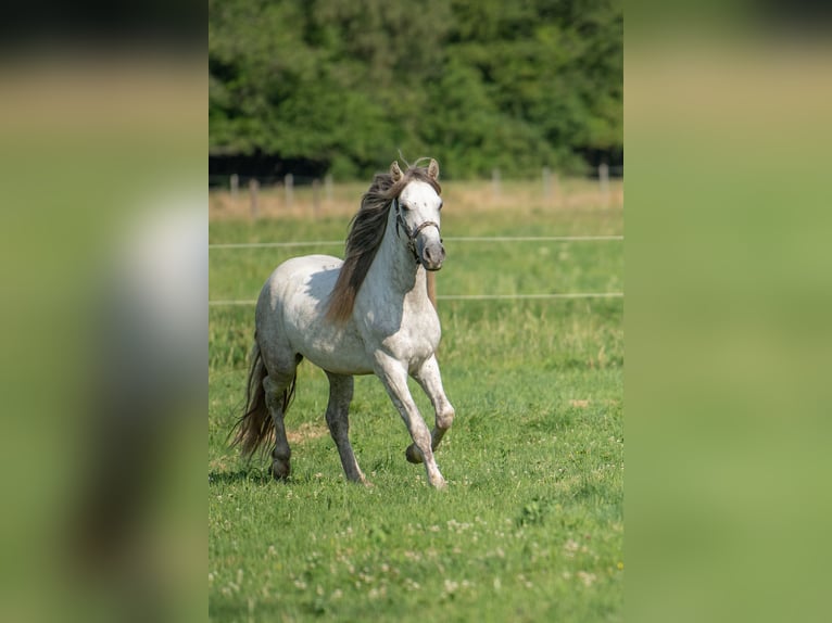 Mustang Hongre 10 Ans 145 cm Gris in Heinzenbach