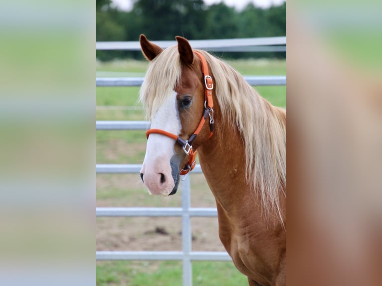 Mustang Hongre 10 Ans 146 cm Alezan in Rot an der Rot