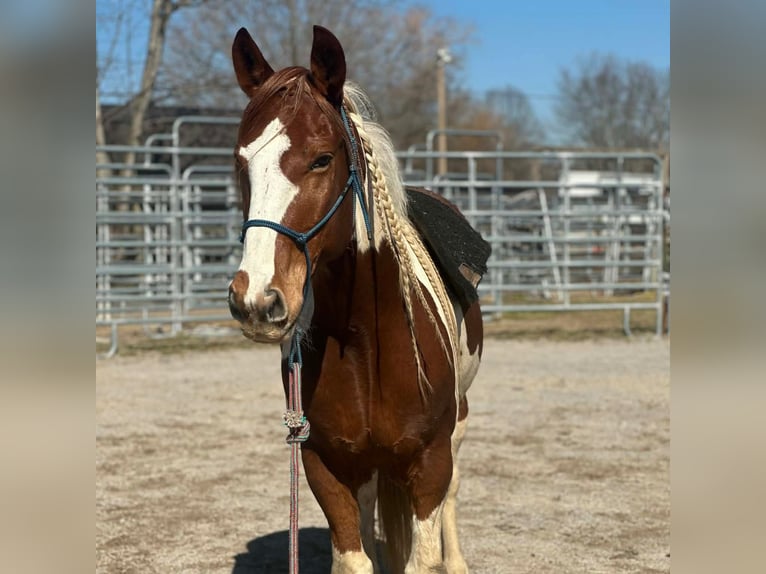 Mustang Hongre 10 Ans 148 cm Pinto in Heinzenbach