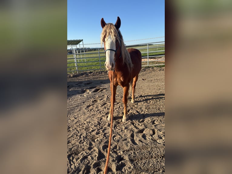 Mustang Hongre 10 Ans 149 cm Alezan in Rot an der Rot
