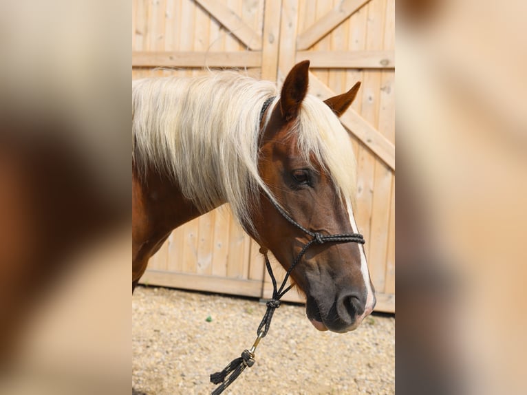 Mustang Hongre 11 Ans 152 cm Alezan cuivré in Bricelyn