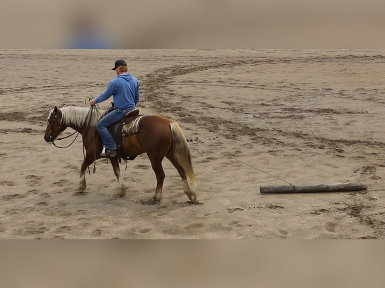 Mustang Hongre 11 Ans 152 cm Alezan cuivré in Bricelyn