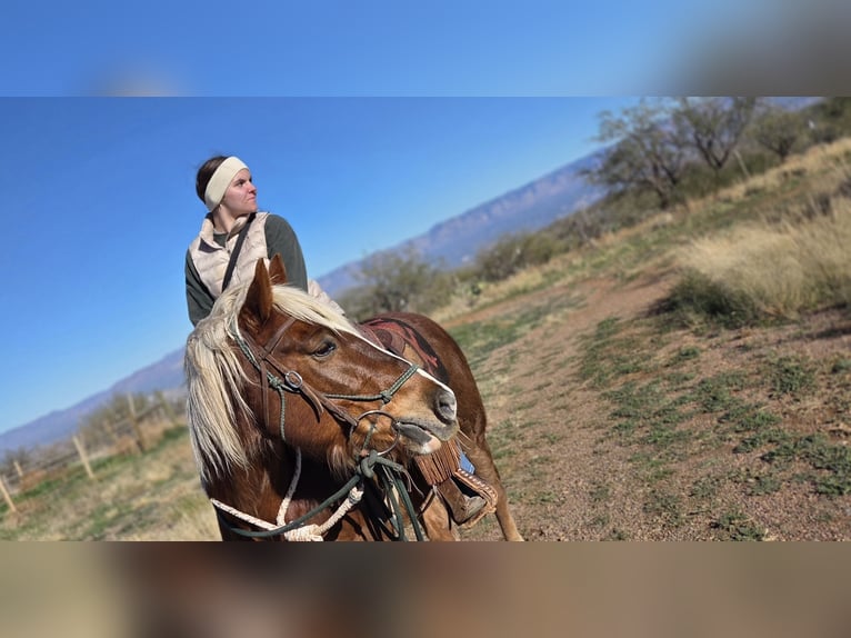 Mustang Hongre 11 Ans 152 cm Alezan cuivré in Bricelyn