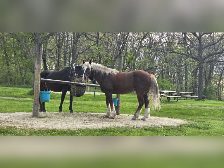 Mustang Hongre 11 Ans 152 cm Alezan cuivré in Bricelyn