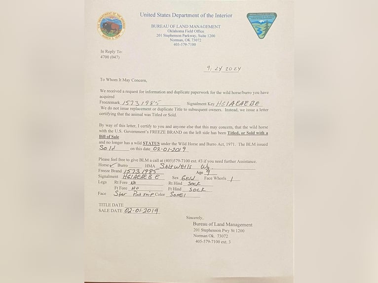 Mustang Hongre 11 Ans 155 cm Alezan cuivré in stephenville, TX