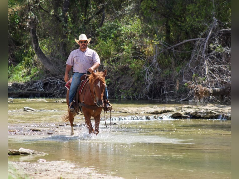Mustang Hongre 11 Ans 155 cm Alezan cuivré in stephenville, TX