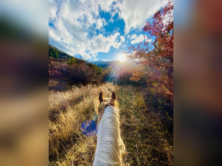 Mustang Hongre 12 Ans 152 cm Alezan brûlé in Fort Collins, CO