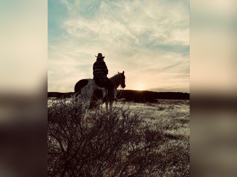 Mustang Hongre 12 Ans 152 cm Alezan brûlé in Fort Collins, CO