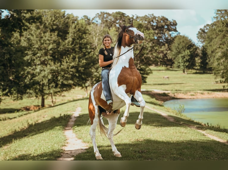 Mustang Hongre 12 Ans 152 cm Pinto in Brierfield
