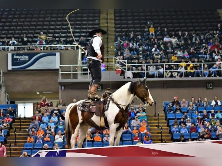 Mustang Hongre 12 Ans 152 cm Pinto in Brierfield