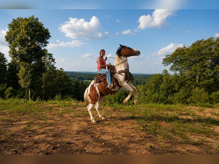 Mustang Hongre 12 Ans 152 cm Tobiano-toutes couleurs in Brierfield